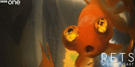 Fish Eyes GIFs .